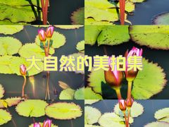 -国家植物园南园