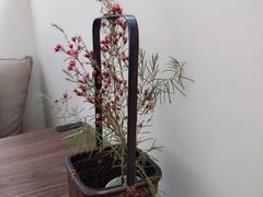 -梅间堂茶馆(绿地缤纷城店)