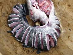 -云中鱼蒸汽石锅鱼(川沙百联店)