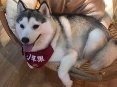 -Husky Go! 哈士奇体验馆·宠物咖啡厅狗咖