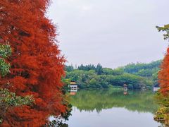 -深圳仙湖植物园