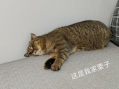-平行世界·猫咖(首经贸店)