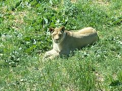-新疆天山野生动物园