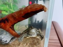 -青石桥花鸟鱼虫市场(叠翠城店)