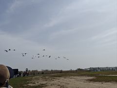 -盐城丹顶鹤湿地生态旅游区
