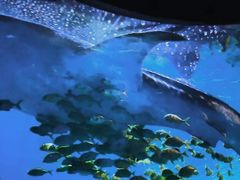 -成都浩海立方海洋公园