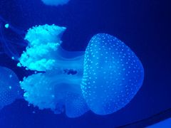 -福州罗源湾海洋世界旅游区