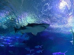 -海合安武汉极地海洋公园