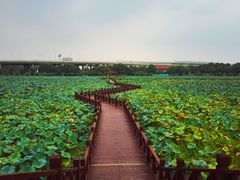 -荷塘月色湿地公园·向阳花洲