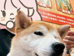 -和它·交个朋友·狗咖猫咖(爱琴海店)