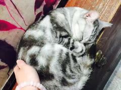 -猫咪博物馆(顶澳仔猫街店)