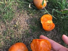 柿子-南京银杏湖乐园