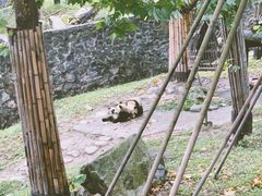 -都江堰中华大熊猫苑