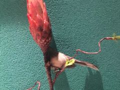 -佬麻雀·剁椒鱼头(京基KK One店)