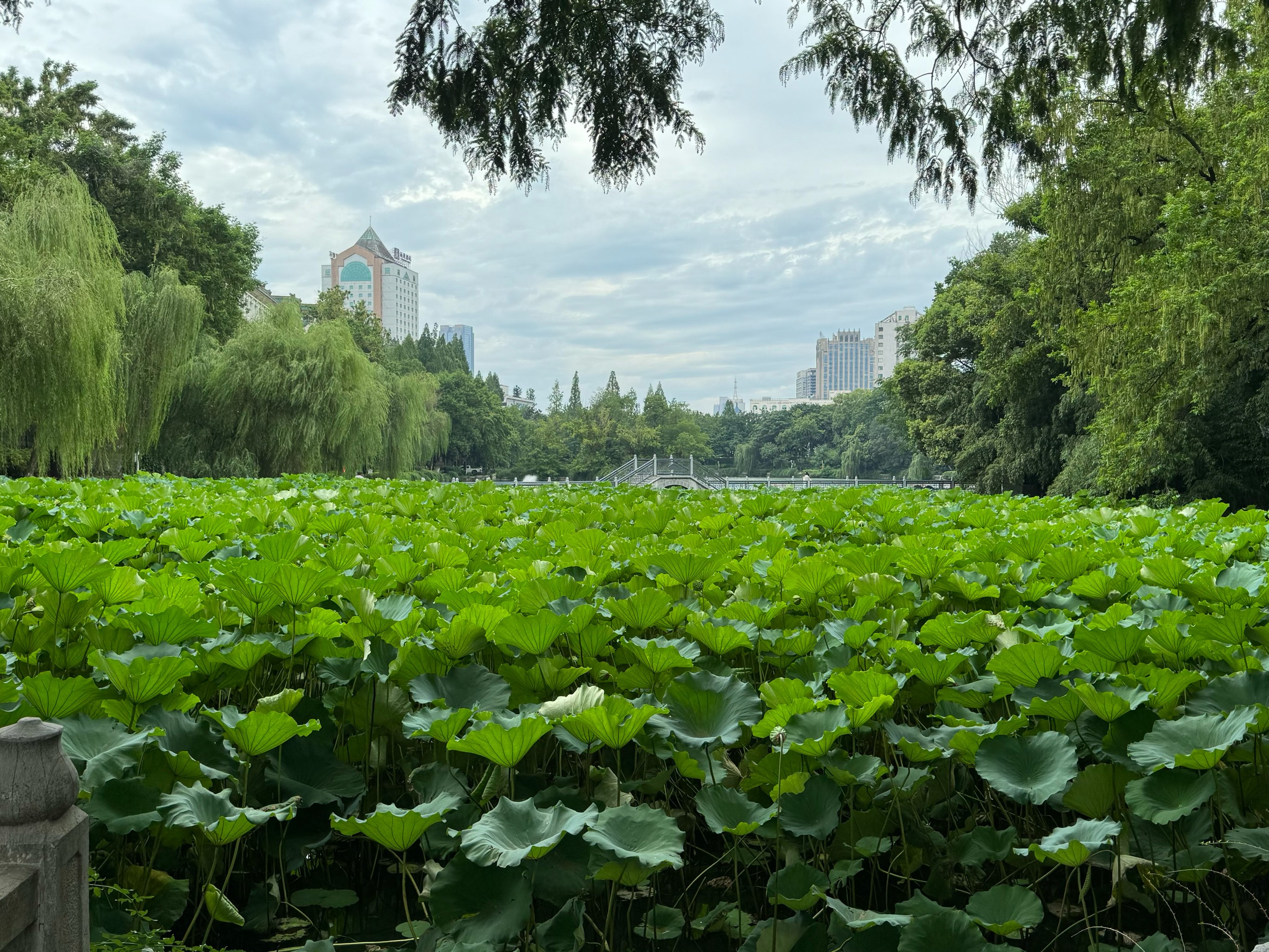 包河公园景点介绍图片