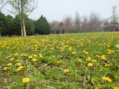 -永定河休闲森林公园