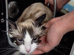 -北京观赏动物医院·24小时大型综合·猫专科·异宠专科