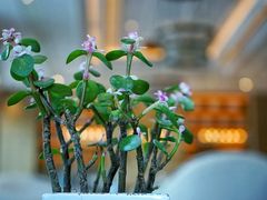 -哈尔滨永泰喜来登酒店·璟泰公馆