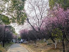 -八大山人梅湖景区
