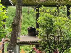 -中国大熊猫保护研究中心雅安碧峰峡基地