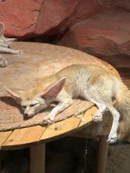 -Zoolung Zoolung动物主题公园(海信广场店)