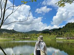 -银湖山郊野公园-相思林