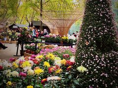 -上海共青森林公园