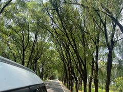 -野鸭湖国家湿地公园