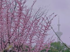 -南京古林公园