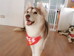-Husky Go! 哈士奇体验馆·宠物咖啡厅狗咖