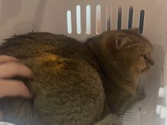 -伟伟宠物医院·CT影像中心·瑞派犬猫综合性门诊(汉口总院)