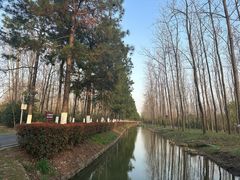 -合肥滨湖国家森林公园