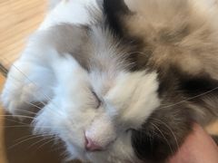 -猫腻·猫咖·撸猫馆(星光大道店)