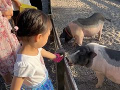 -前小桔亲子创意农场·草莓采摘·露营烧烤