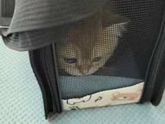 -爱妮康宠物医院·干细胞免疫细胞·肿瘤·心脏(张江店)