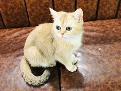 -猫小院猫主题餐厅(三里屯店)