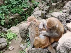 -黔灵山公园