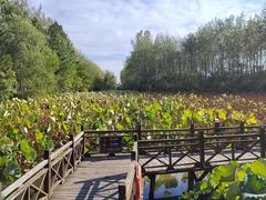 -合肥滨湖国家森林公园