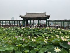 -莲花池公园