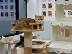 -有喵·猫咖·狗咖·30几只猫10只小狗(岗厦店)