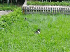 -九龙公园