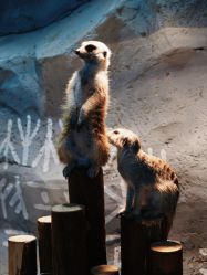 -Zoolung Zoolung动物主题公园(海信广场店)