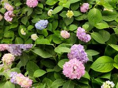 -上海共青森林公园