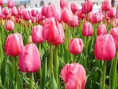 -大宁郁金香公园-停车场