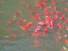 -龚家花园农家乐休闲别墅