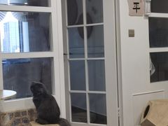 -楼上猫咖(罗湖店)