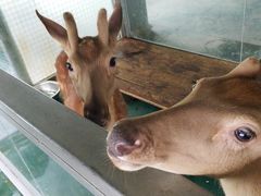 -泉州海丝野生动物世界