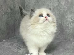 -小猫来了·猫舍(红山六九七九店)