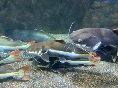 -太平洋海底世界