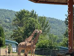 -大连森林动物园